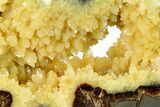 Calcite Crystal Filled, Polished Septarian Buffalo - Utah #167870-1